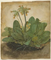 Tuft of Cowslips